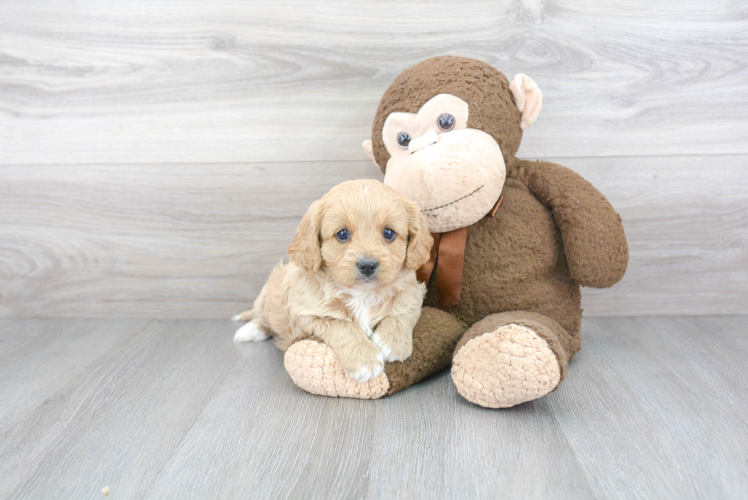 Fluffy Cavapoo Poodle Mix Pup