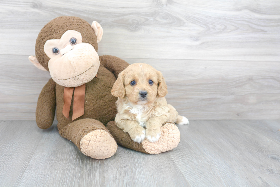 Playful Cavoodle Poodle Mix Puppy