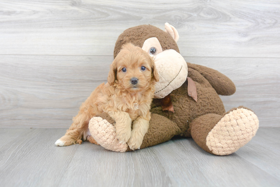 Cavapoo Pup Being Cute