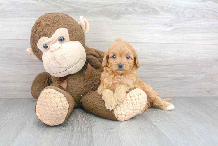 Best Cavapoo Baby