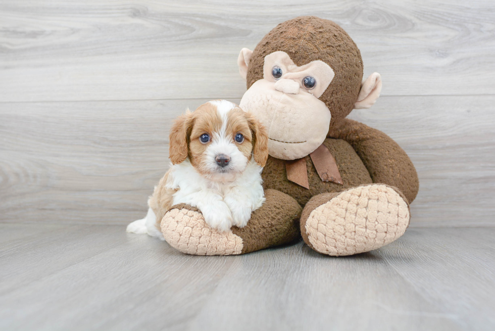 Cavapoo Pup Being Cute