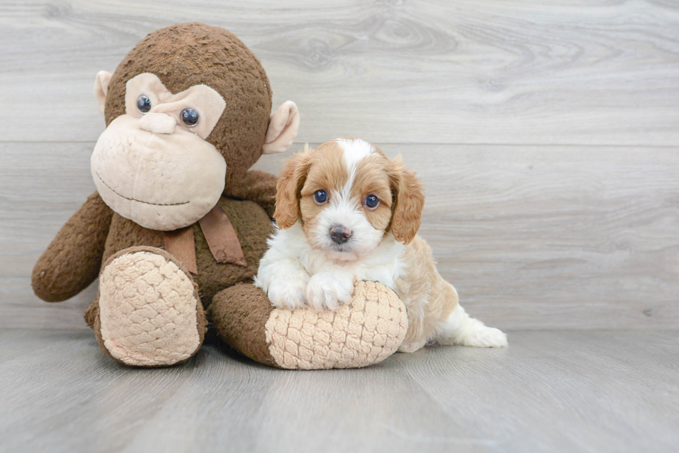 Small Cavapoo Baby