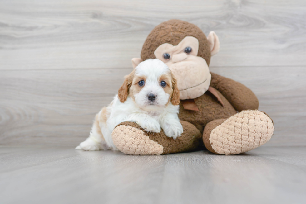 Best Cavapoo Baby