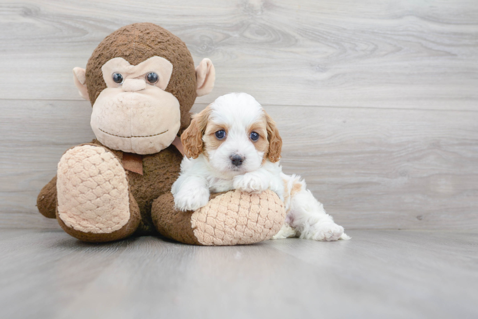 Best Cavapoo Baby