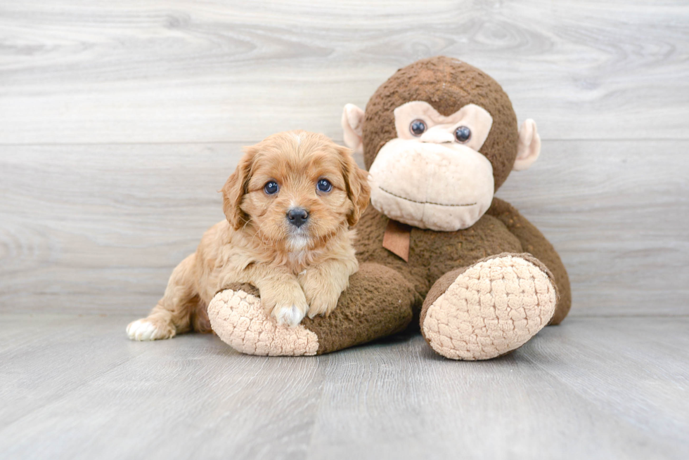 Fluffy Cavapoo Poodle Mix Pup