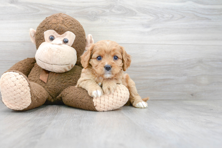 Best Cavapoo Baby