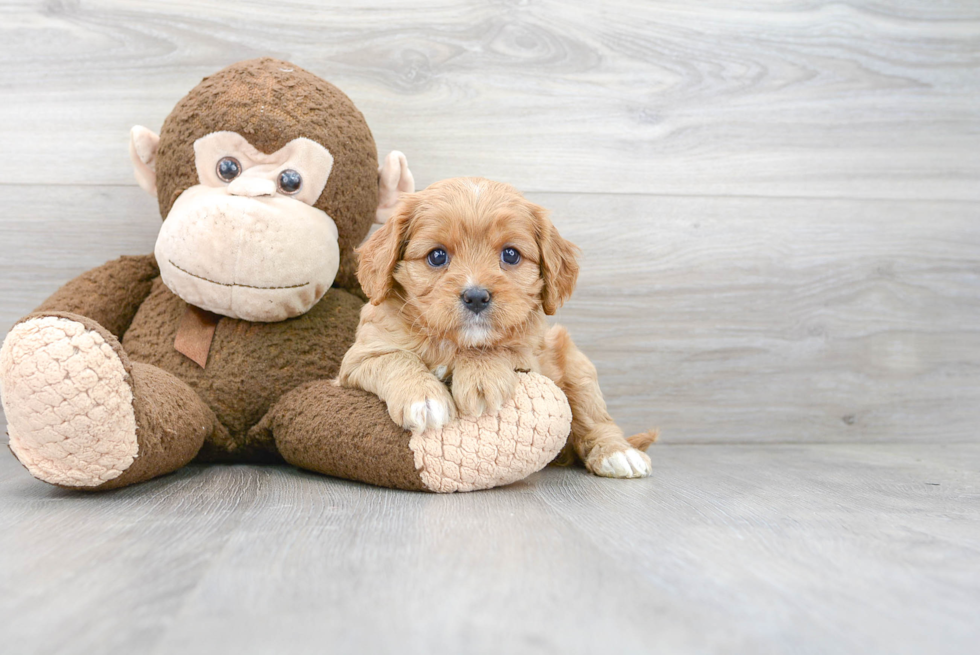 Best Cavapoo Baby