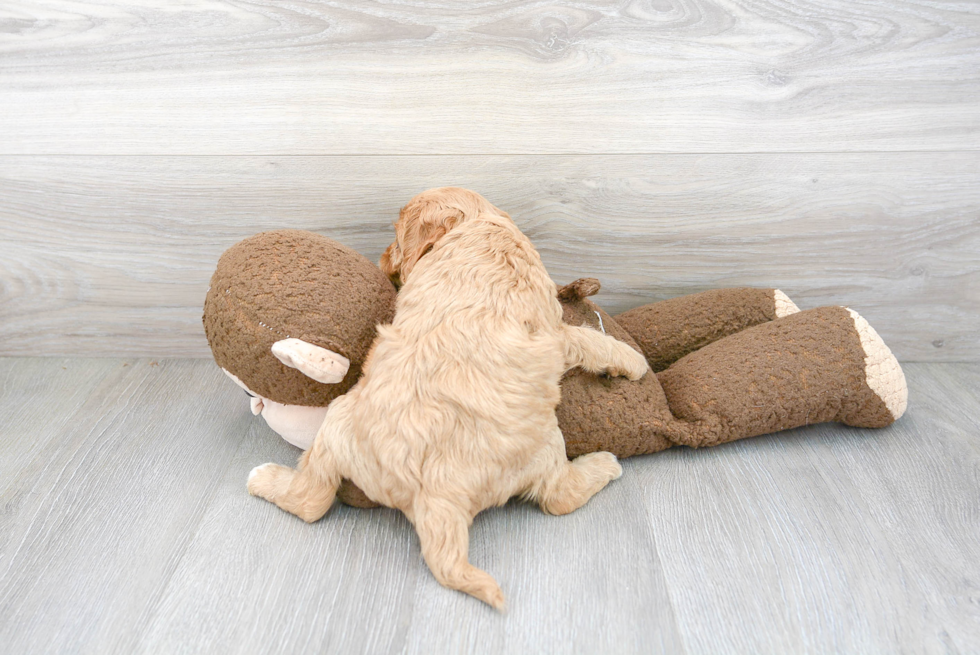 Playful Cavoodle Poodle Mix Puppy