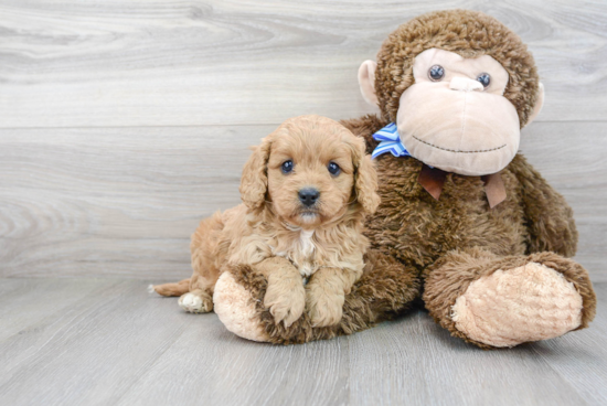 Best Cavapoo Baby