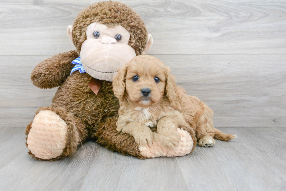 Adorable Cavoodle Poodle Mix Puppy