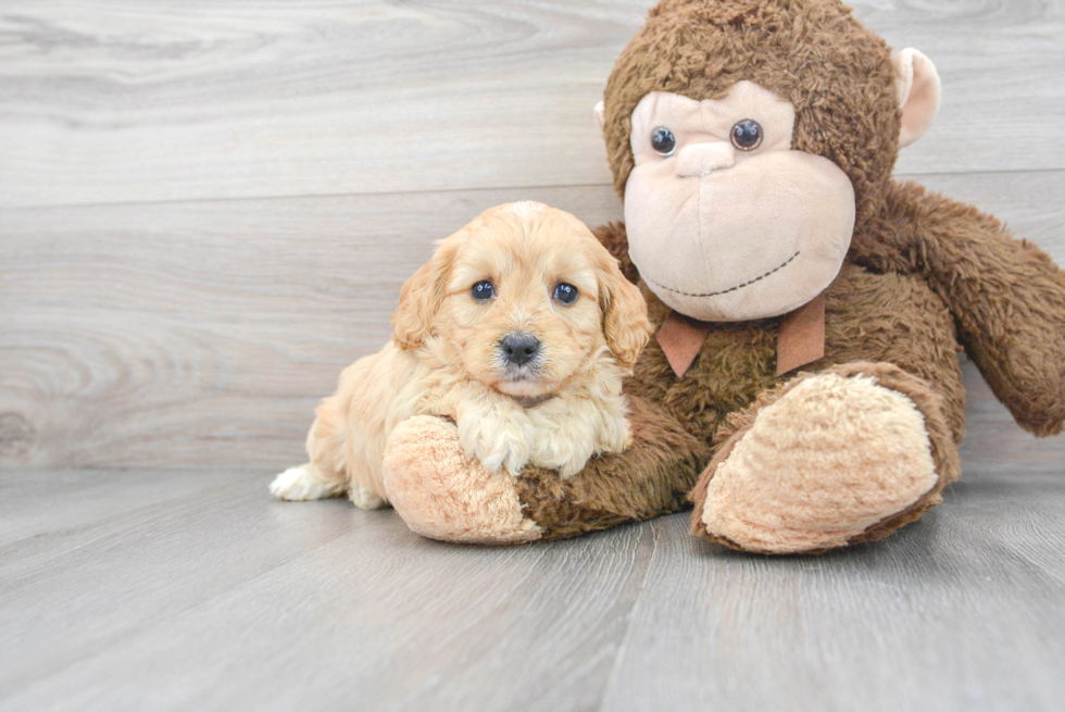 Popular Cavapoo Poodle Mix Pup