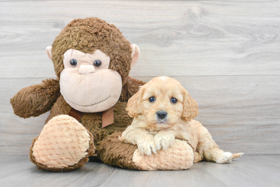 Cute Cavapoo Baby