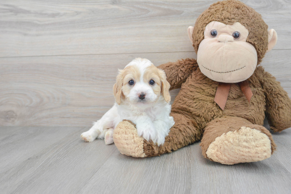 Cavapoo Puppy for Adoption