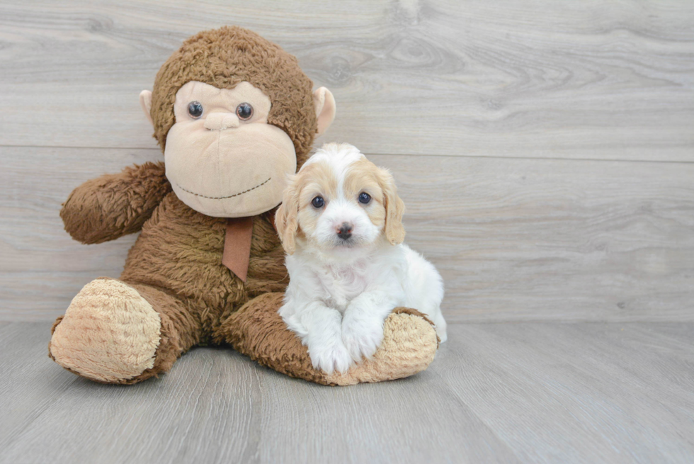 Little Cavoodle Poodle Mix Puppy