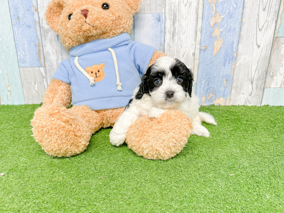 Playful Cavoodle Poodle Mix Puppy