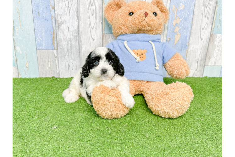 Small Cavapoo Baby