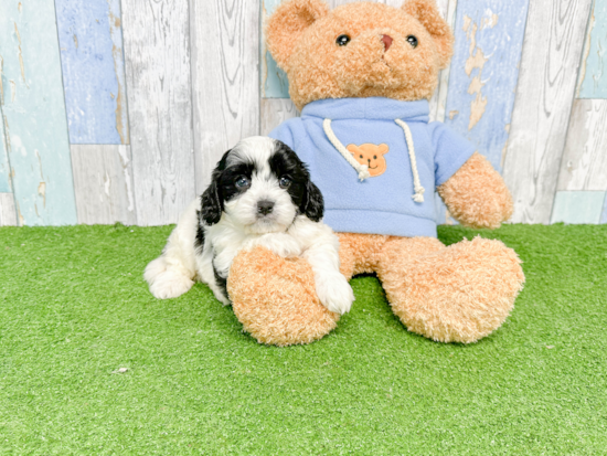 Small Cavapoo Baby