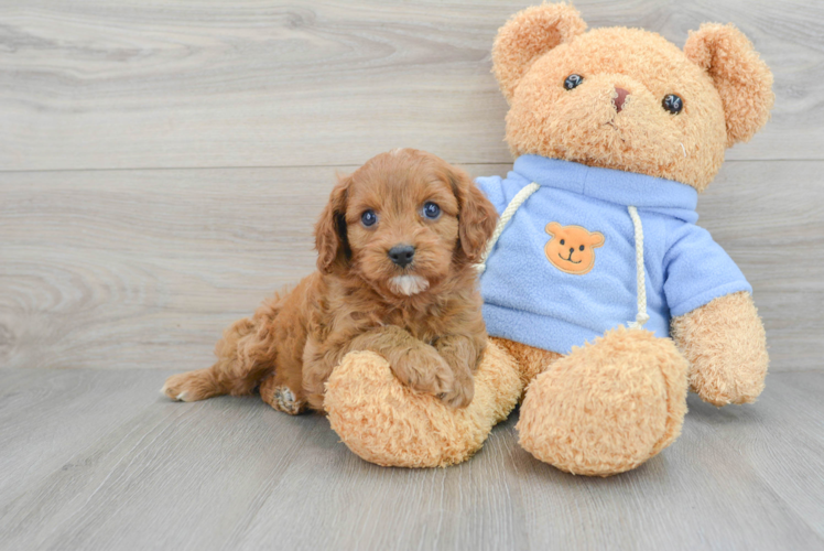 Cavapoo Pup Being Cute