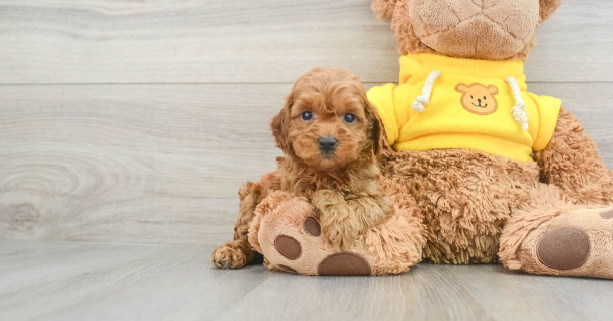 Cute Cavapoo Vicki: 4lb 2oz Doodle Puppy