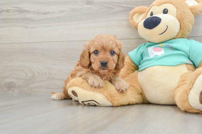 Meet Vicki - our Cavapoo Puppy Photo 1/3 - Premier Pups