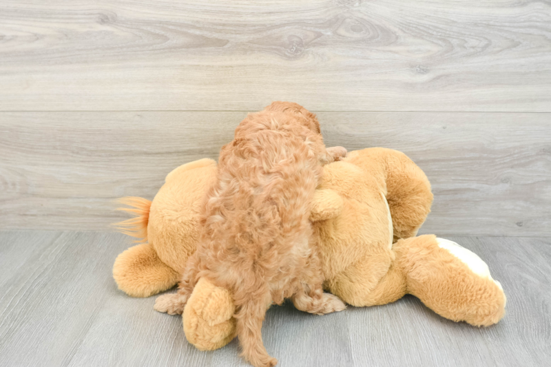 Meet Vicki - our Cavapoo Puppy Photo 2/3 - Premier Pups