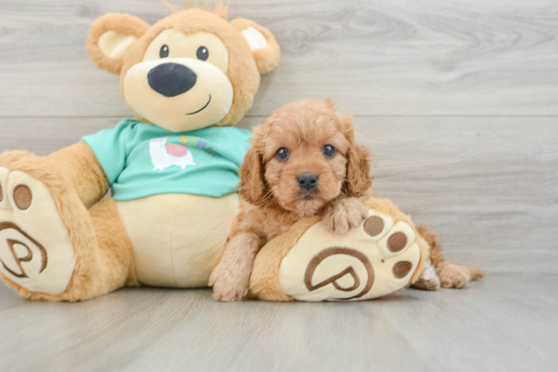 Meet Vicki - our Cavapoo Puppy Photo 3/3 - Premier Pups
