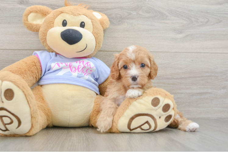 Funny Cavapoo Poodle Mix Pup