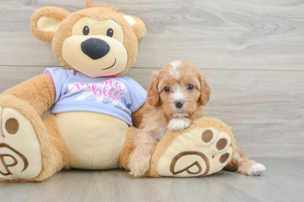 6 week old Cavapoo Puppy For Sale - Premier Pups