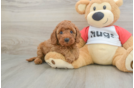 Best Cavapoo Baby