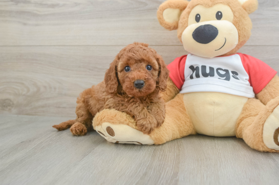 Best Cavapoo Baby