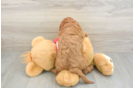Playful Cavapoodle Poodle Mix Puppy