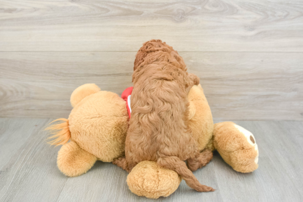 Playful Cavapoodle Poodle Mix Puppy