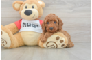 Best Cavapoo Baby