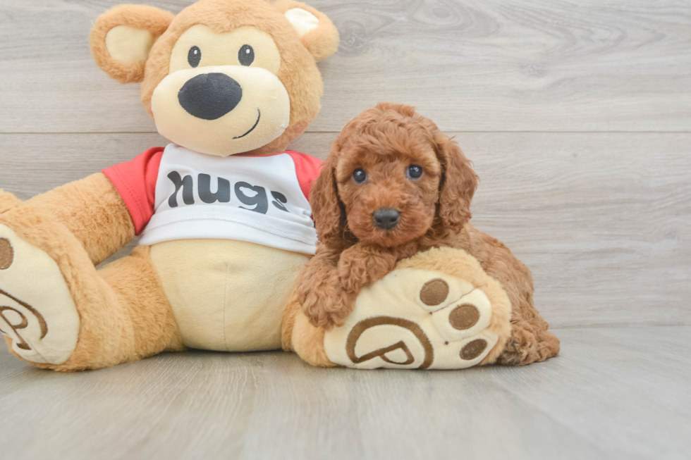Best Cavapoo Baby