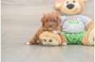 Smart Cavapoo Poodle Mix Pup