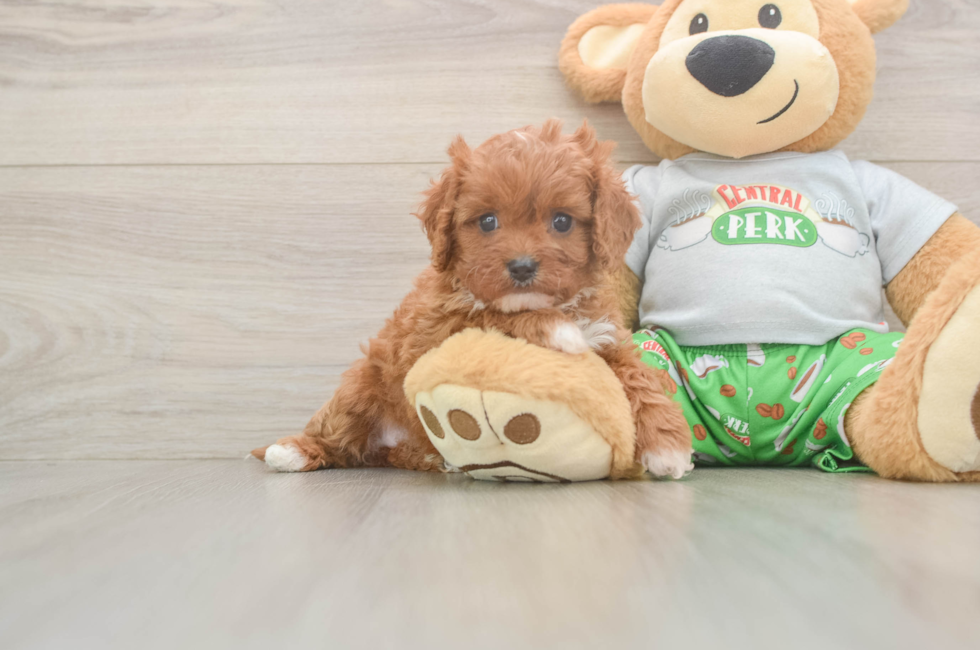 5 week old Cavapoo Puppy For Sale - Premier Pups
