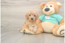 Cavapoo Puppy for Adoption