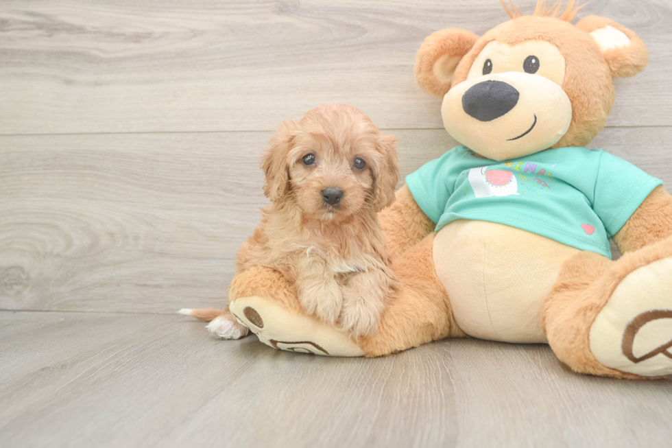 Cavapoo Puppy for Adoption