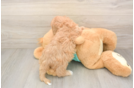 Cute Cavapoo Baby