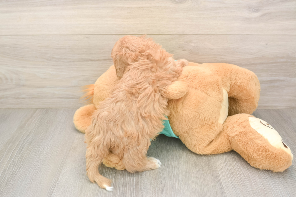 Cute Cavapoo Baby