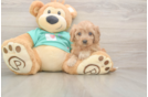 Cavapoo Puppy for Adoption