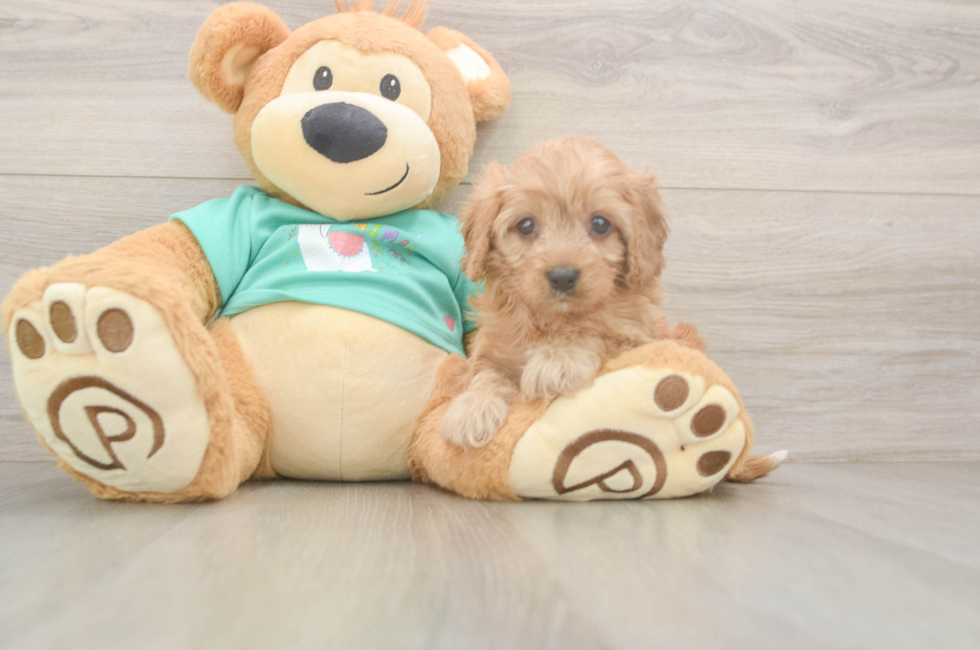 6 week old Cavapoo Puppy For Sale - Premier Pups