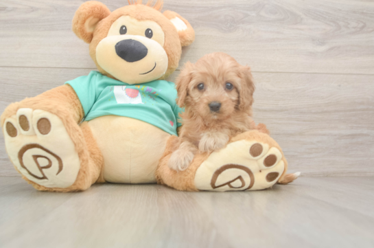 Cavapoo Puppy for Adoption