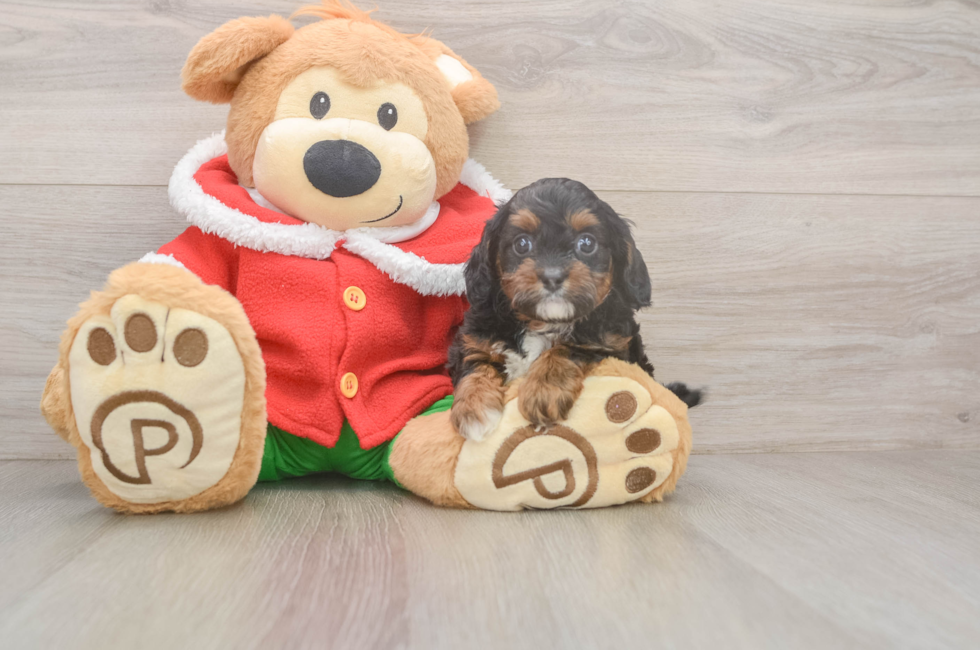 5 week old Cavapoo Puppy For Sale - Premier Pups