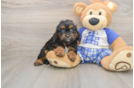 Cavapoo Puppy for Adoption