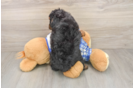 Cute Cavapoo Baby