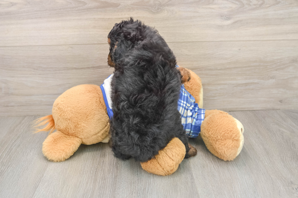 Cute Cavapoo Baby