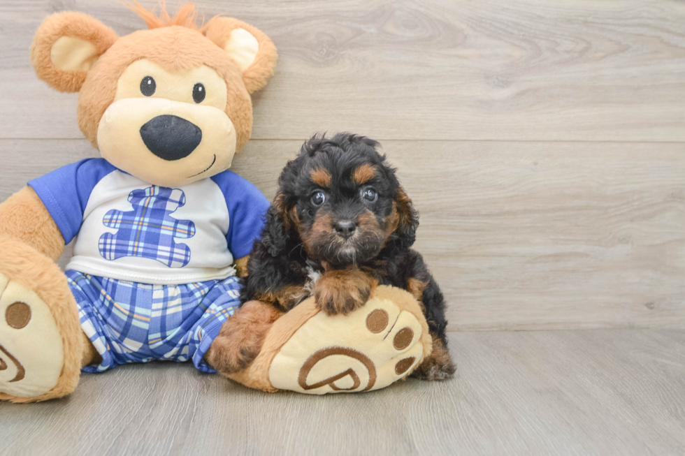 Cavapoo Puppy for Adoption