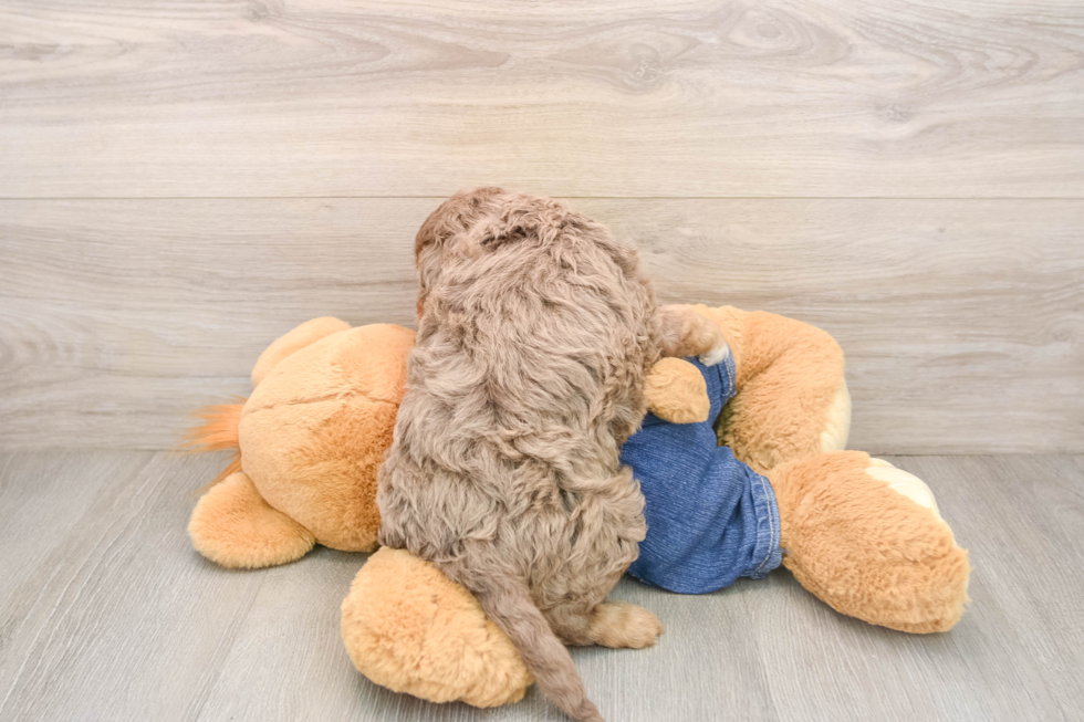Best Cavapoo Baby