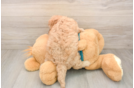 Best Cavapoo Baby